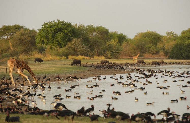 Zakouma-Nationalpark © Natural Selection