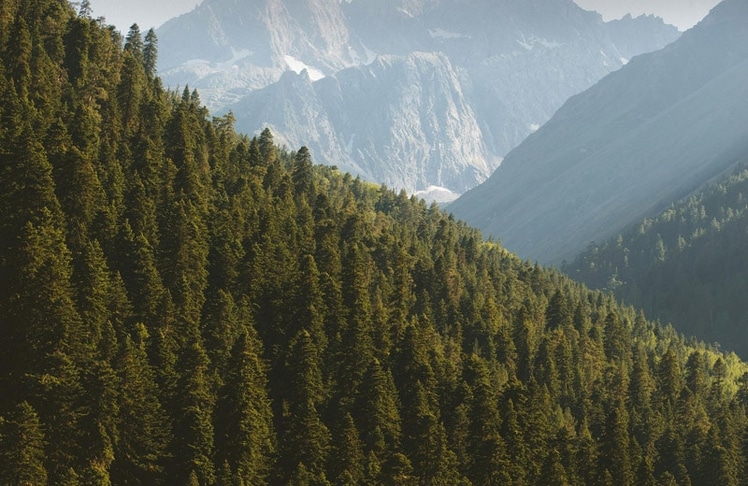 Mehr als 1,14 Milliarden Quadratmeter Wald haben in den vergangenen 15 Jahren ihre:n Eigentümer:in gewechselt. © Pexels