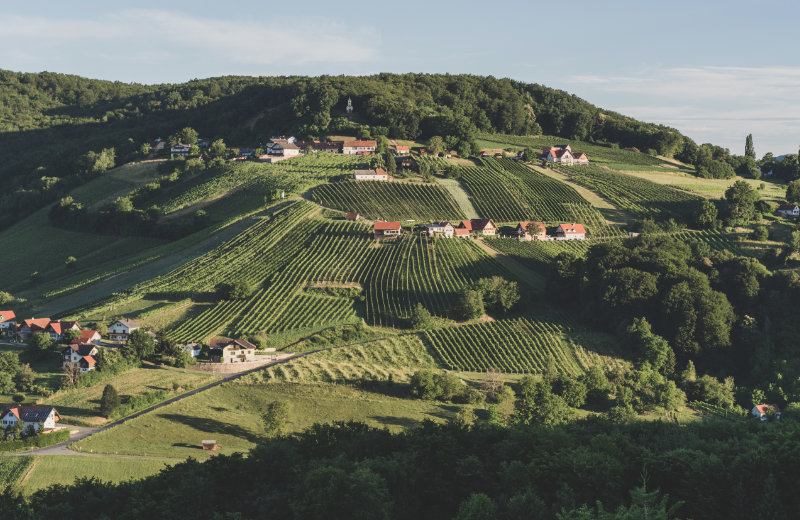 Weingut-Pfeifer_05_C_The-Flow_Alex-Koch_2024