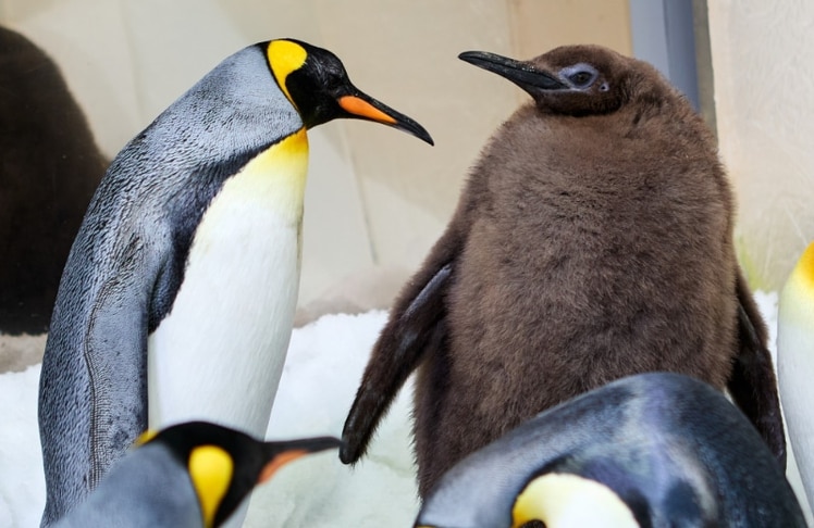 "Pesto" links ist bereits jetzt so schwer wie zwei durchschnittliche Pinguine © facebook.com/melbourneaquarium